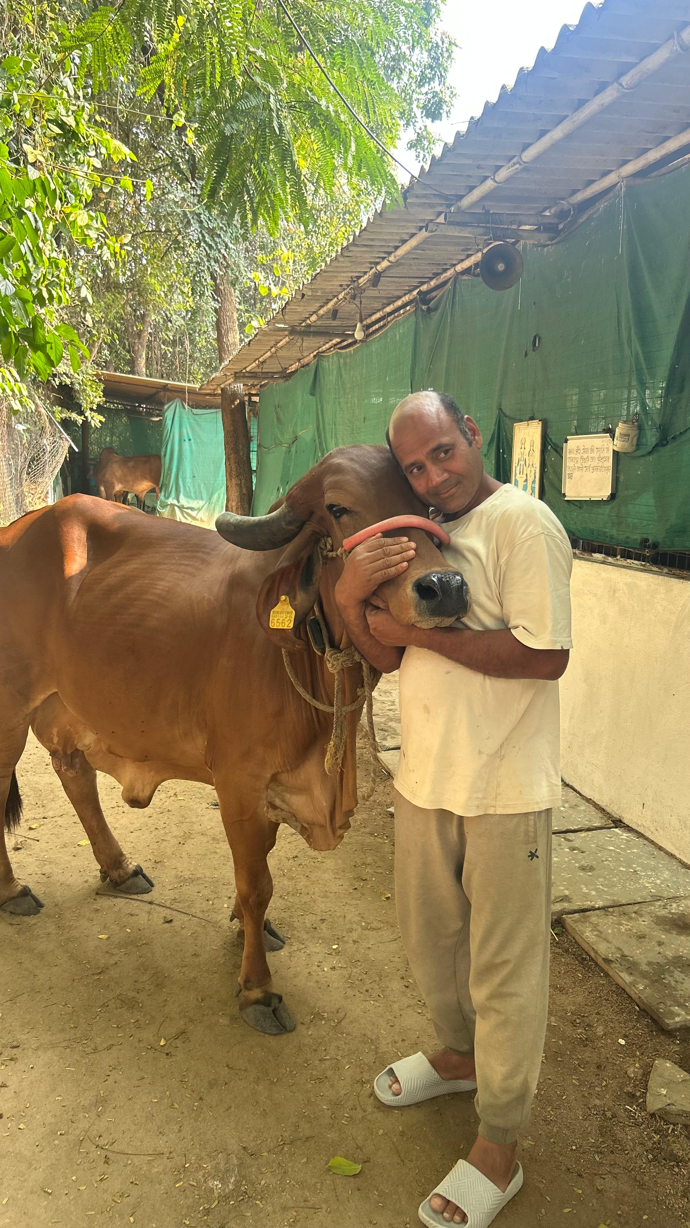 Ravi Kumar dairy farmer shanti sarovar Telangana using MyBovine cattle monitoring app